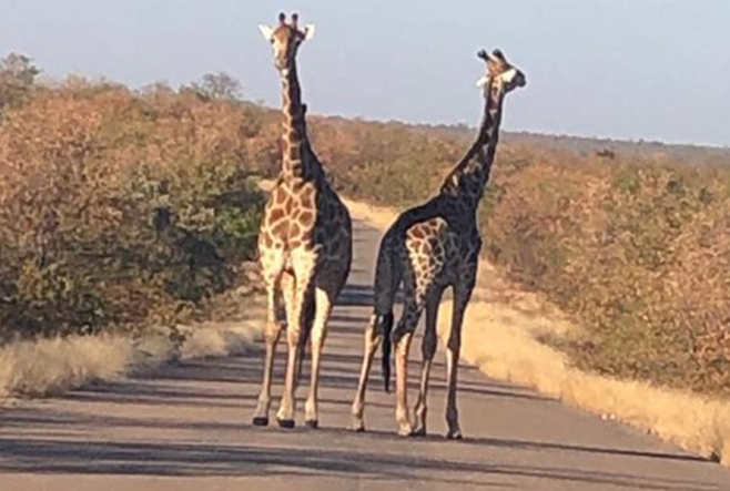 LookSouth Road Trip September 2023 - Part 8: Kruger National Park- Shimuwini Camp