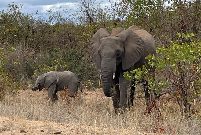 LookSouth Road Trip September 2023 - Part 8: Kruger National Park- Shimuwini Camp