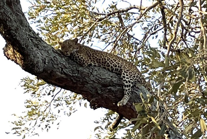 LookSouth Road Trip September 2023 - Part 8: Kruger National Park- Shimuwini Camp