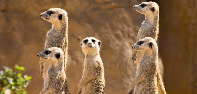 Meerkats-new